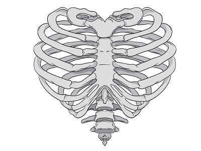 Rib Cage <3