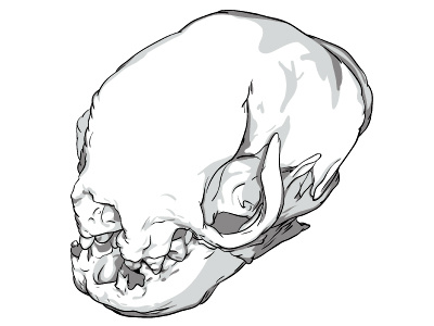 Sloth Skull amuse creature skull sloth sloth skull snout toothless vector
