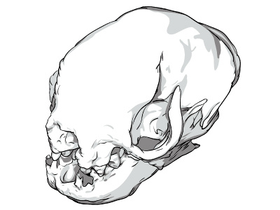 Sloth Skull