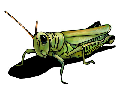Grasshopper bug drawing grasshopper green illustration insect vector outline