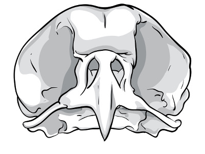 Bird Skull beak bird black bones dead designed drawing head illustration monochrome skull tattoo vector white