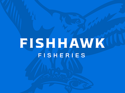 Fishhawk Fisheries brand branding fish fishery fishing hawk illustration logo osprey salmon