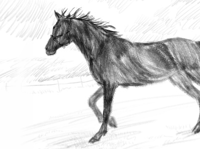 Illustration for Horse club horse horse illustration illustration pencil sketch sketch