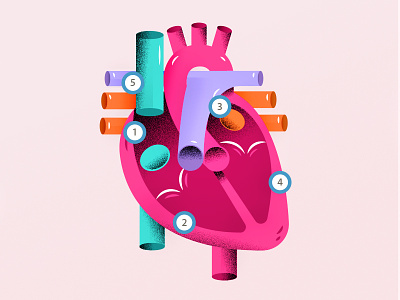 Heart Blood Flow anatomy chambers heat illustration infographic wip