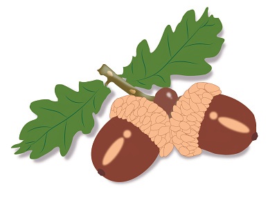 Acorns. A branch of an oak tree. A twig of an acorn.
