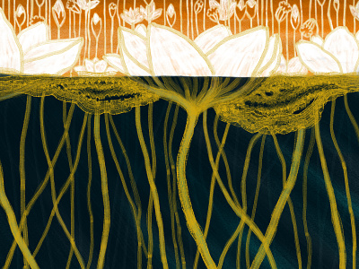Water lilies botanical illustration brushes digital painting illustration photoshop sunrise water water lily
