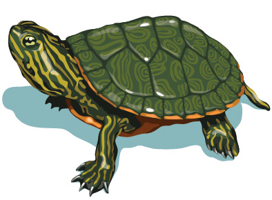 Lyons Dribbble Turtle editorial illustration turtle