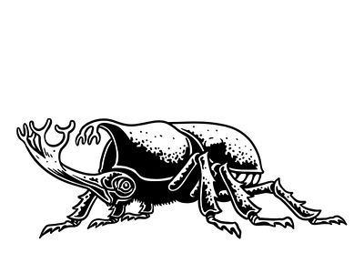 Rhinoceros Beetle