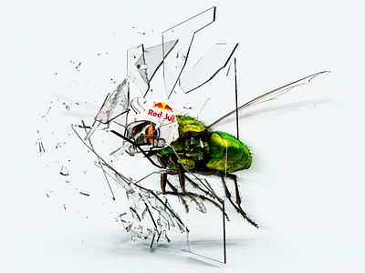 Crazy Fly adobe behance color digital art fly illustration latteco photoshop