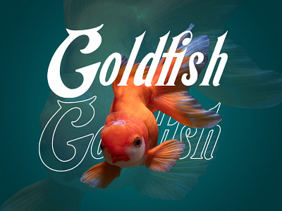 Goldfish - Kekfish Display Font branding design fish fish logo fisherman fishermen font font awesome font design font family fonts illustration logo sea seafood seafood restaurant simple typography