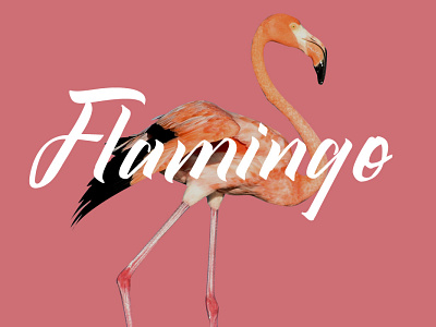 Flamingo - Qistty Display Font branding design flamingo font font awesome font design font family fonts illustration logo peach pink pink logo procreate rose sakura typography