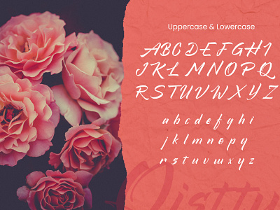 Uppercase and Lowercase - Qistty Display Font branding design flamingo font font awesome font design font family fonts illustration logo peach pink pink logo rose sakura typography