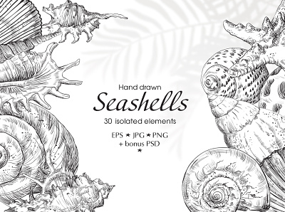 Hand drawn Seashells adobe illustrator branding design hand drawing illustration logo summer pattern