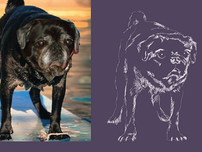 Drawing Miss Daisy animal art drawing exploration gatsby illustration line line drawing negative space pug purple