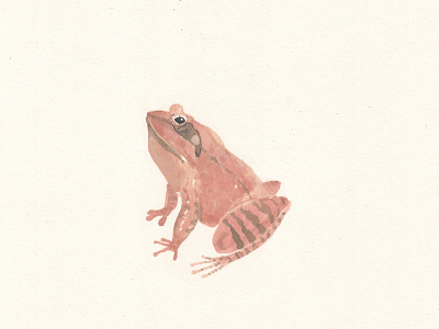 "Frog" (Watercolor Illustration).