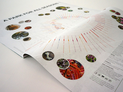 The High Line: A Park for All Seasons data visualization dataviz infographic plants print