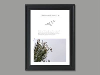 Carduelis Carduelis illustration photography print