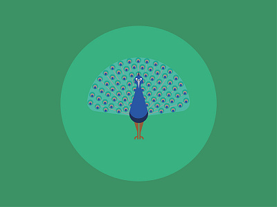 Peacock illustration
