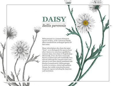 Daisy illustration