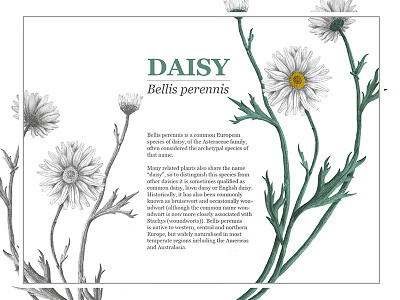 Daisy