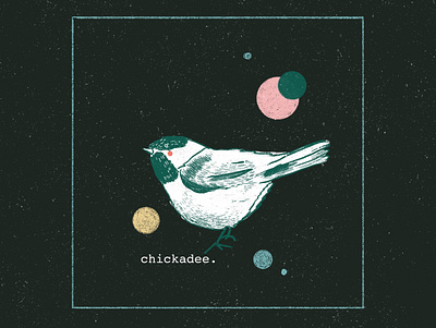 Chickadee Illustration animal design animal illustration bird icon bird illustration chickadee freelance freelance illustrator procreate artist