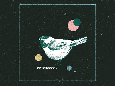 Chickadee Illustration