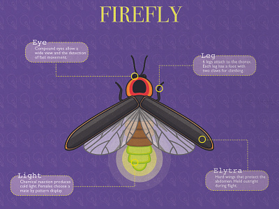 Firefly affinity designer firefly glow illustration insect technical illustration
