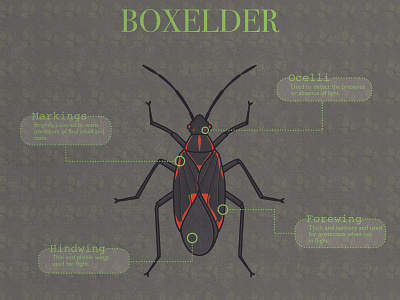 Boxelder affinity designer boxelder illustration insect technical illustration