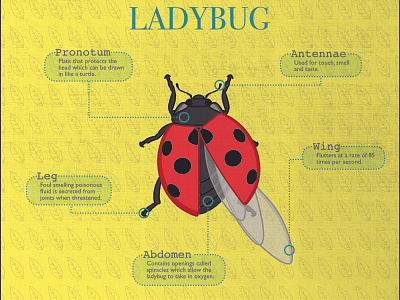 Ladybug bug illustration insect ladybug technical illustration