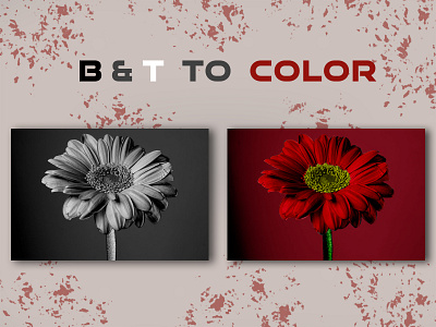 Black & white to Color Conversion adobe photoshop black and white color photo adjustment coloring correction photo dark photo edit dslr photo edit edit photos enhance flower photo repair photo restoration photo retouching raw file edit recoloring