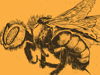 Arthropoda - Bumble Bee bumble bee illustration science vector