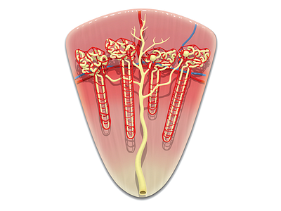 Nephron 3d 3d model 3dmodel body kidney maya medical nephron science zbrush