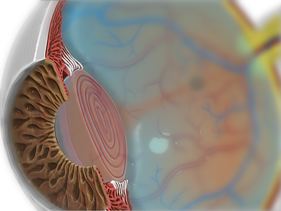 3D Eye Model 3d anatomy cornea eye iris lens macula ocular ocular anatomy
