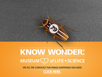 Racing Roach bug durham museum nc orange roach science