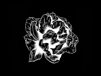 Peony black and white draw floral flower hand drawn illustration inverted peony