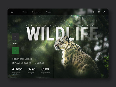 Wildlife Web Templets animal branding decovery design discovry graphic design motion graphics ui ux webtemplete wildlife