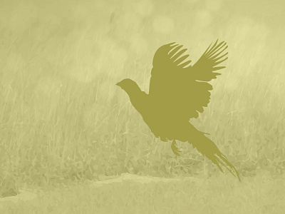 Hunting App Default Images 4/6 hunting illustration pheasant upland yellow