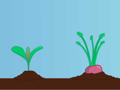 Pocket Farmer - Turnip Lifecycle game app game app vector sketch illustration