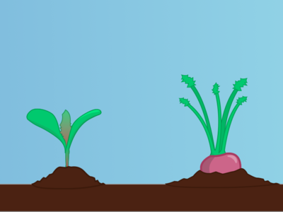 Pocket Farmer - Turnip Lifecycle app game game app illustration sketch vector