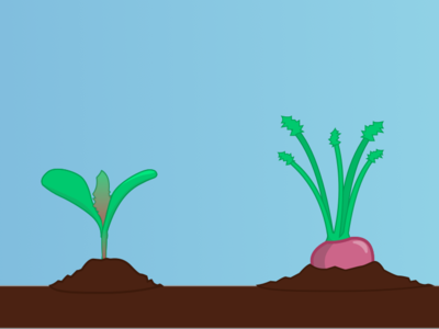 Pocket Farmer - Turnip Lifecycle