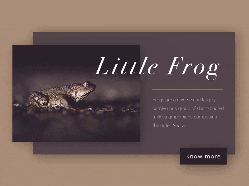 Little Frog a concept cards design flat layer ui