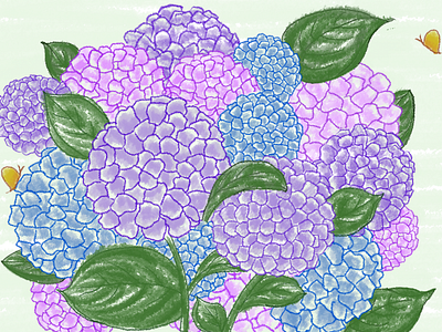 Hydrangea from Azores illustration