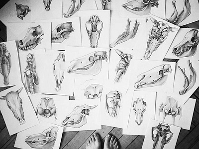 More than 300 illustrations for the anatomical atlas...