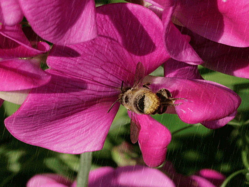 Animation of Leafcutter Bee on a Sweet Pea in the Rain photoshop animation pollination wildlife