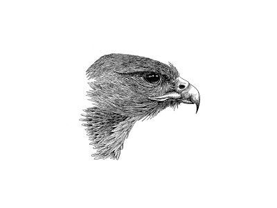 Eyas animal bird of prey creature illustration ink illustration