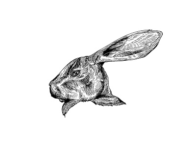 Rabbit animal creature illustration ink illustration