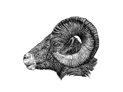 Ram animal creature illustration ink illustration ram