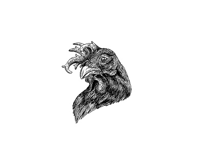 Rooster animal chicken creature illustration ink illustration rooster