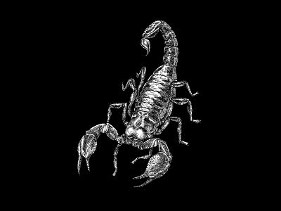 Scorpio animal astrological sign creature illustration ink illustration scorpion