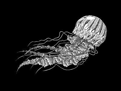 Jellyfish animal creature illustration ink illustration jellyfish